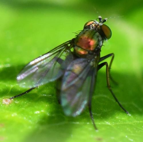 Chrysotus sp.
